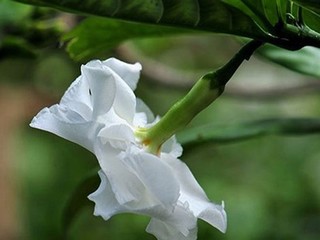 《乳液吐息》樱花动漫