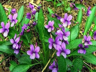 《汤妇蒂芙尼》未删版