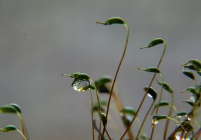 什么样的葡萄架上挂着什么样葡萄