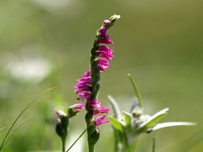 仙踪林小草免费观看