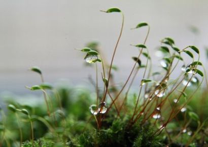 少年男仆库洛在线播樱花动漫