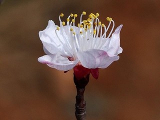 新白娘子传奇赵雅芝版免费观看